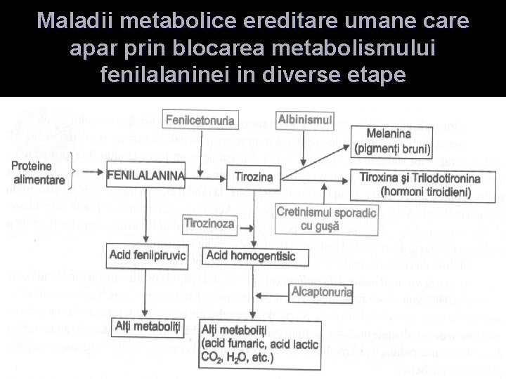Maladii metabolice ereditare umane care apar prin blocarea metabolismului fenilalaninei in diverse etape 