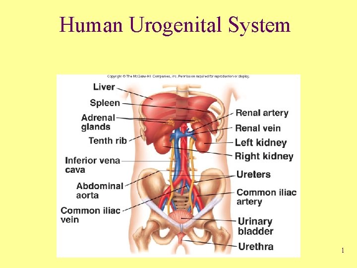 Human Urogenital System 1 
