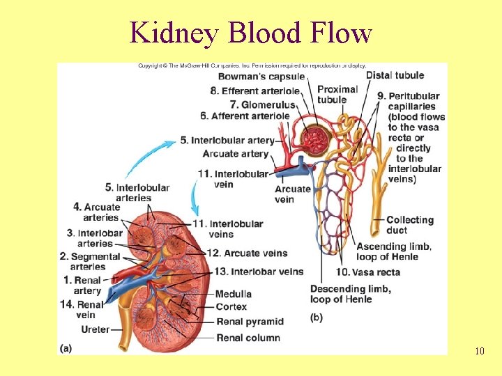 Kidney Blood Flow 10 