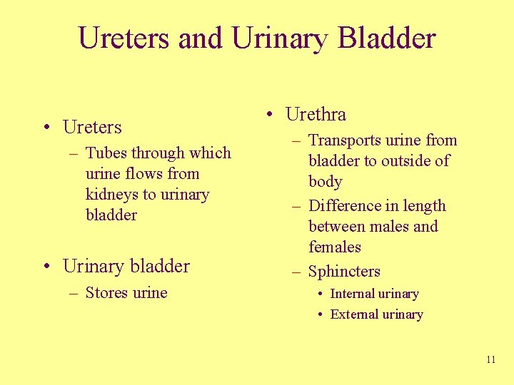 Ureters and Urinary Bladder • Ureters – Tubes through which urine flows from kidneys