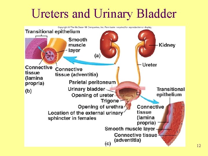 Ureters and Urinary Bladder 12 