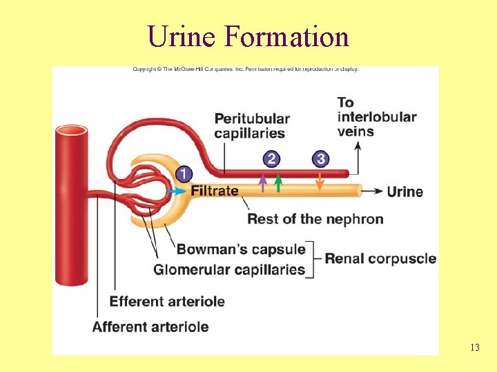 Urine Formation 13 