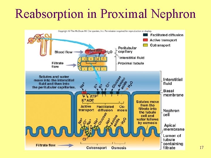Reabsorption in Proximal Nephron 17 