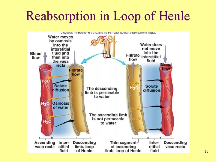 Reabsorption in Loop of Henle 18 