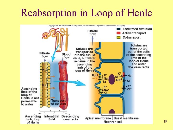 Reabsorption in Loop of Henle 19 