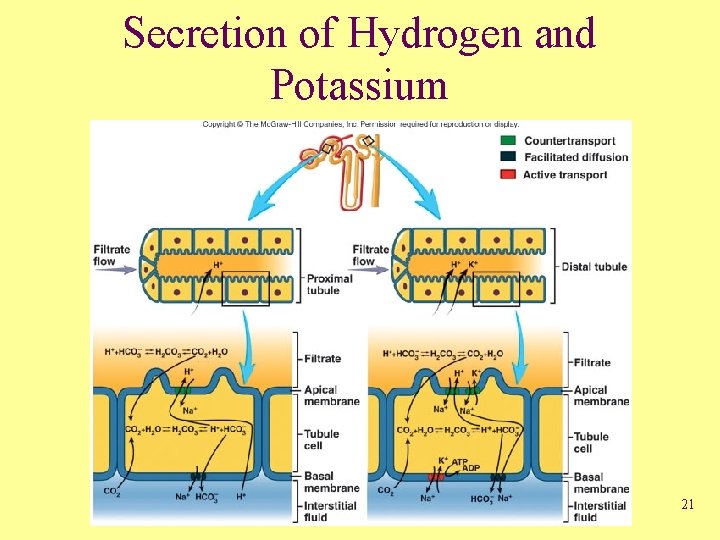 Secretion of Hydrogen and Potassium 21 