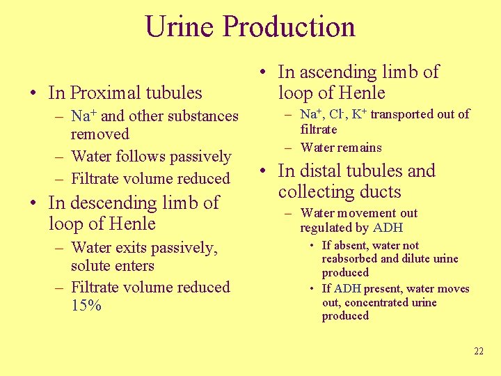 Urine Production • In Proximal tubules – Na+ and other substances removed – Water