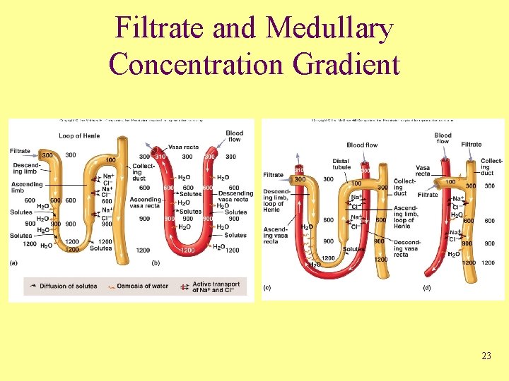 Filtrate and Medullary Concentration Gradient 23 