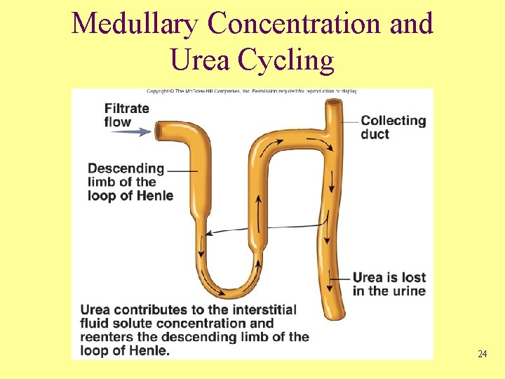 Medullary Concentration and Urea Cycling 24 
