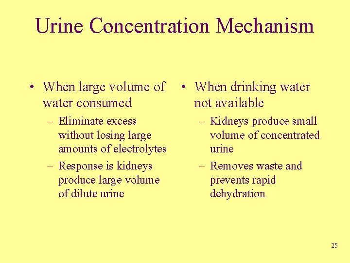 Urine Concentration Mechanism • When large volume of water consumed – Eliminate excess without