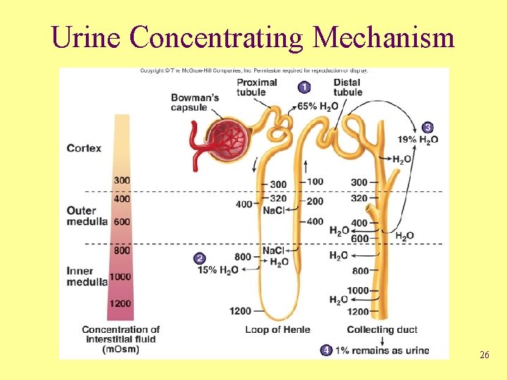 Urine Concentrating Mechanism 26 