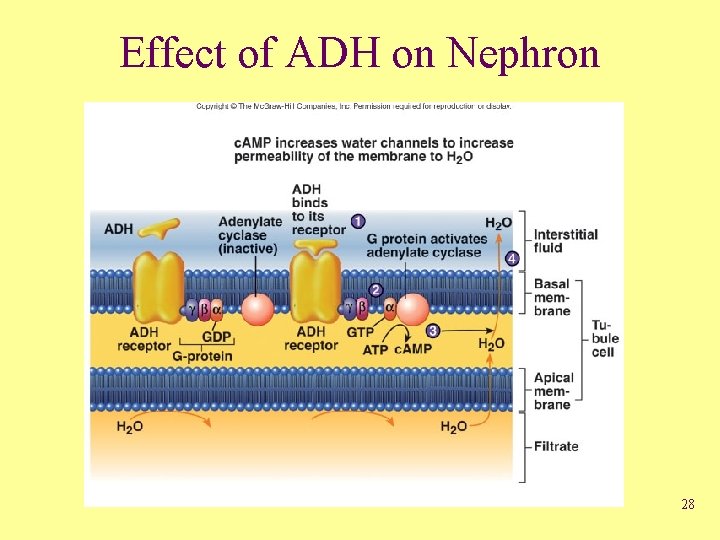 Effect of ADH on Nephron 28 