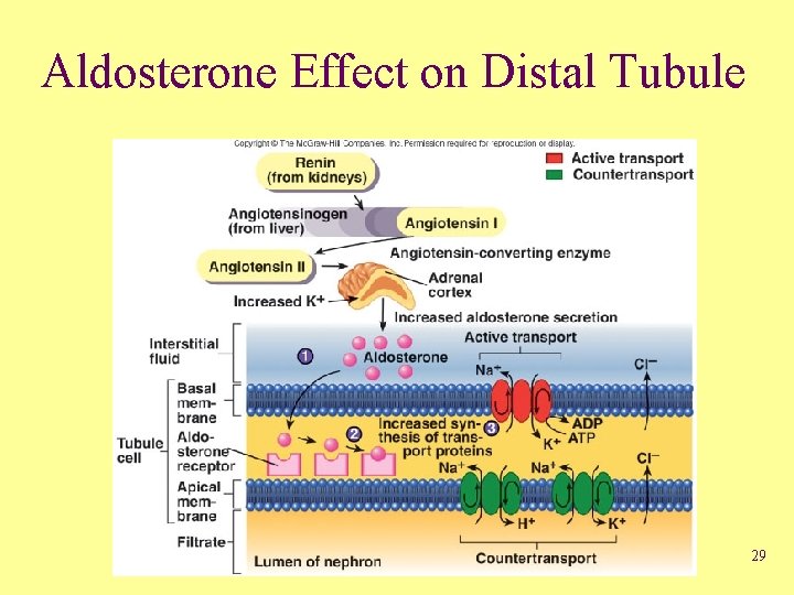 Aldosterone Effect on Distal Tubule 29 