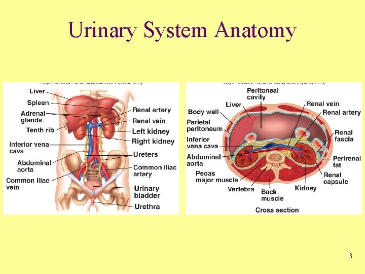 Urinary System Anatomy 3 