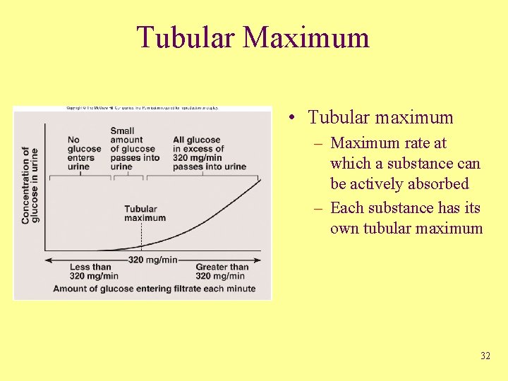 Tubular Maximum • Tubular maximum – Maximum rate at which a substance can be