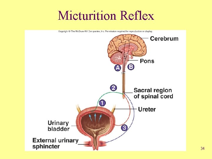 Micturition Reflex 34 