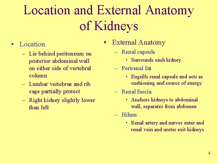 Location and External Anatomy of Kidneys • Location – Lie behind peritoneum on posterior