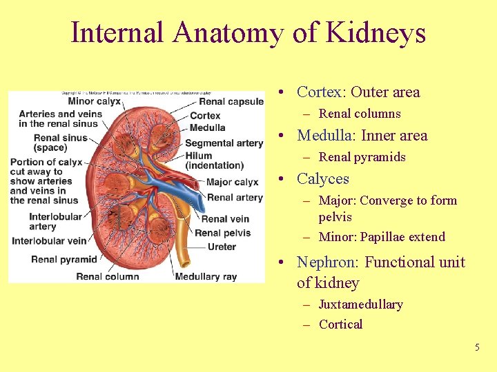 Internal Anatomy of Kidneys • Cortex: Outer area – Renal columns • Medulla: Inner