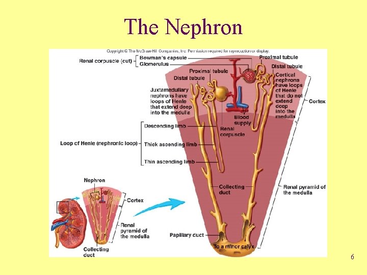 The Nephron 6 