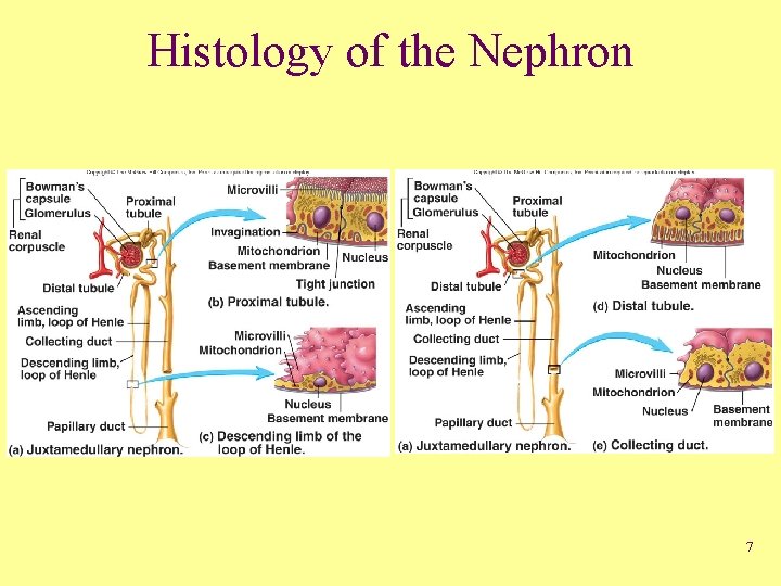 Histology of the Nephron 7 