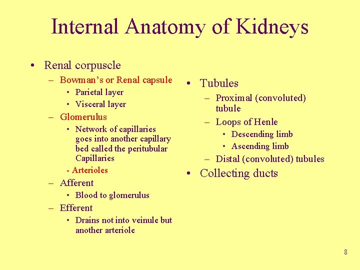 Internal Anatomy of Kidneys • Renal corpuscle – Bowman’s or Renal capsule • Parietal