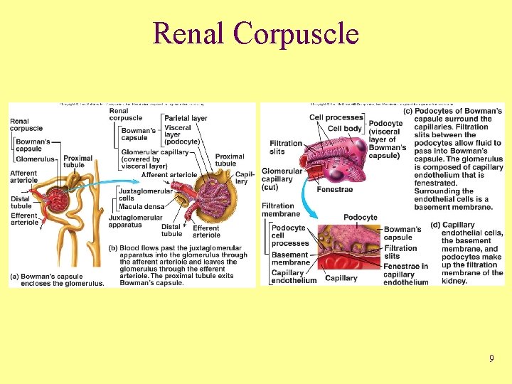 Renal Corpuscle 9 