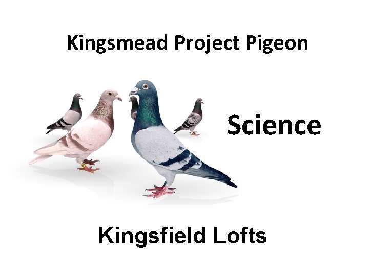 Kingsmead Project Pigeon Science Kingsfield Lofts 