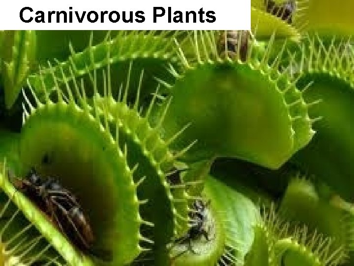 Carnivorous Plants 