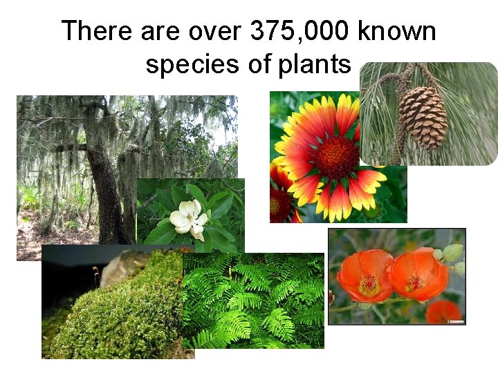 There are over 375, 000 known species of plants 