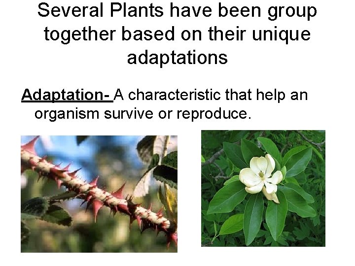 Several Plants have been group together based on their unique adaptations Adaptation- A characteristic