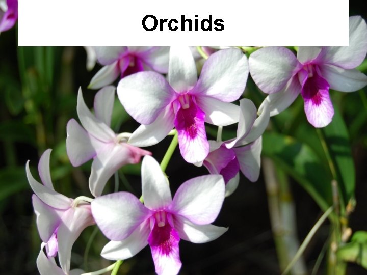 Orchids 