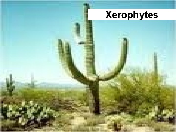 Xerophytes 