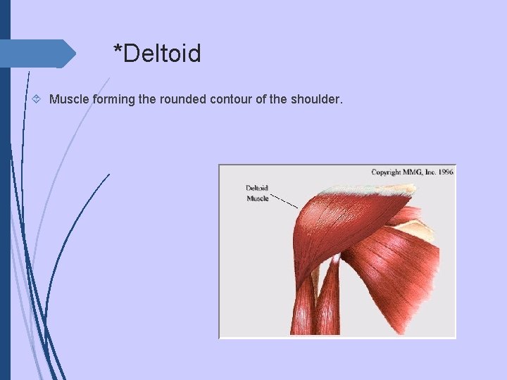 *Deltoid Muscle forming the rounded contour of the shoulder. 