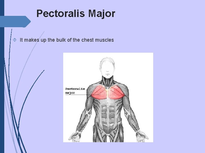 Pectoralis Major It makes up the bulk of the chest muscles 