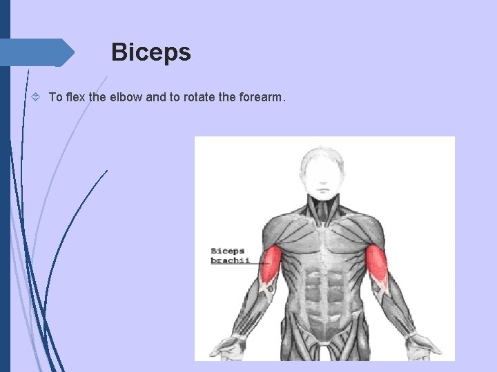 Biceps To flex the elbow and to rotate the forearm. 