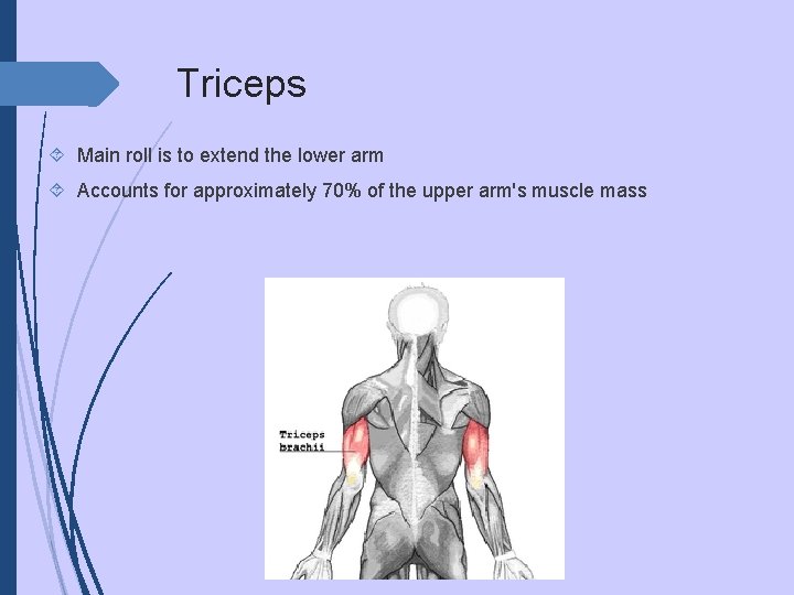 Triceps Main roll is to extend the lower arm Accounts for approximately 70% of