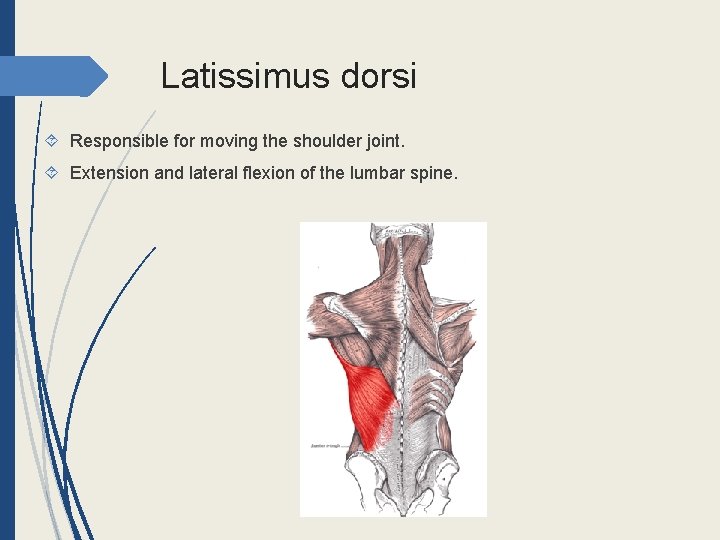 Latissimus dorsi Responsible for moving the shoulder joint. Extension and lateral flexion of the