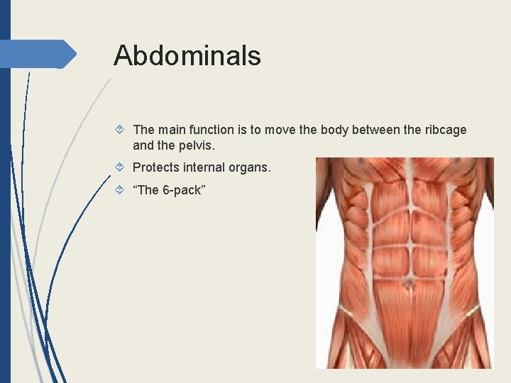 Abdominals The main function is to move the body between the ribcage and the