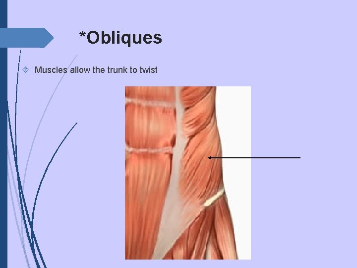 *Obliques Muscles allow the trunk to twist 