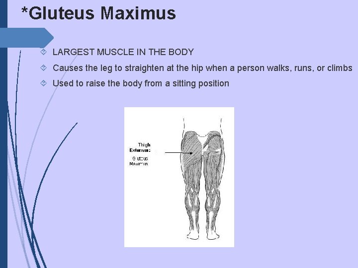 *Gluteus Maximus LARGEST MUSCLE IN THE BODY Causes the leg to straighten at the