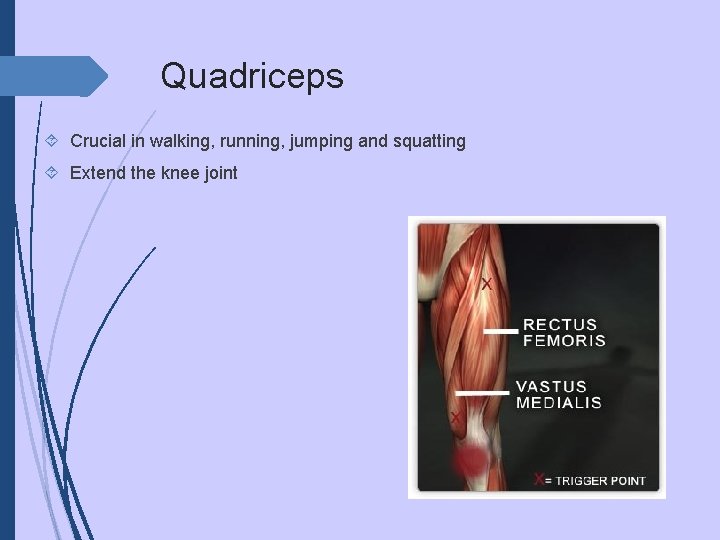 Quadriceps Crucial in walking, running, jumping and squatting Extend the knee joint 