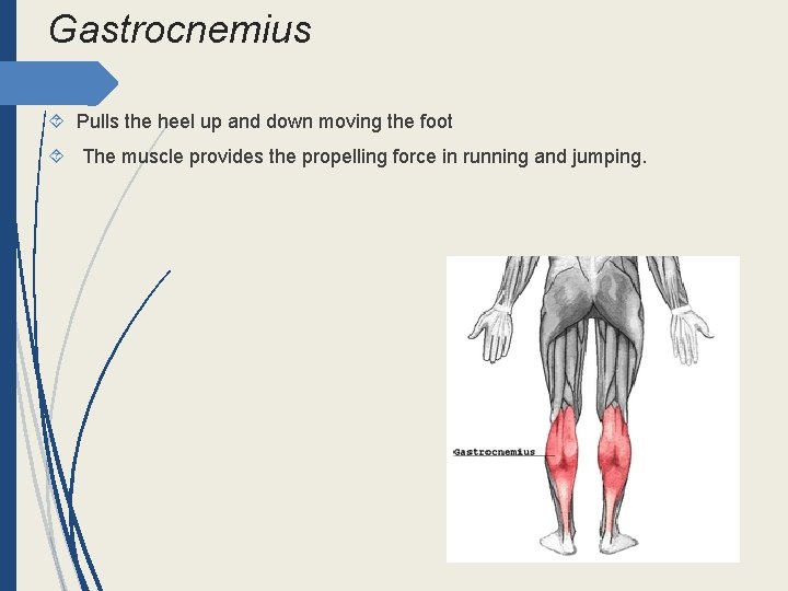 Gastrocnemius Pulls the heel up and down moving the foot The muscle provides the