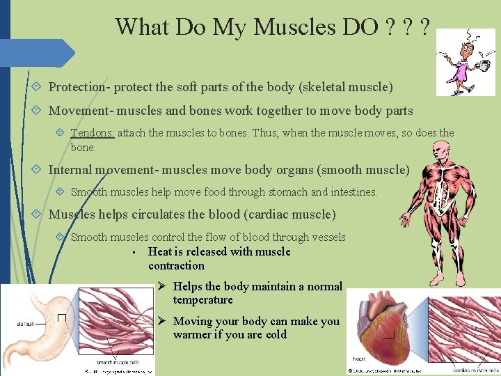What Do My Muscles DO ? ? ? Protection- protect the soft parts of