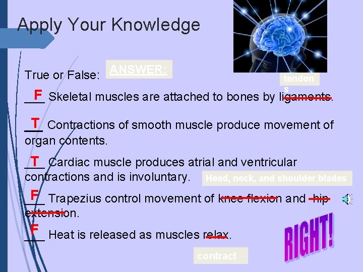 Apply Your Knowledge True or False: ANSWER: tendon s F ___ Skeletal muscles are