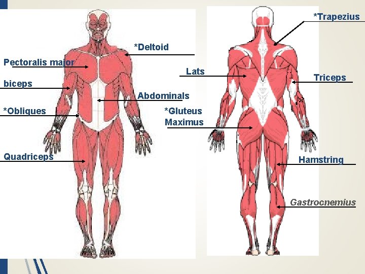 *Trapezius *Deltoid Pectoralis major Lats biceps Triceps Abdominals *Obliques Quadriceps *Gluteus Maximus Hamstring Gastrocnemius