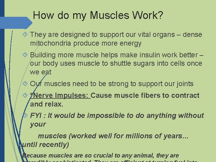 How do my Muscles Work? They are designed to support our vital organs –