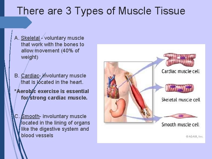 There are 3 Types of Muscle Tissue A. Skeletal - voluntary muscle that work