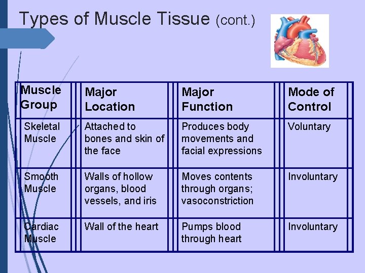 Types of Muscle Tissue (cont. ) Muscle Group Major Location Major Function Mode of