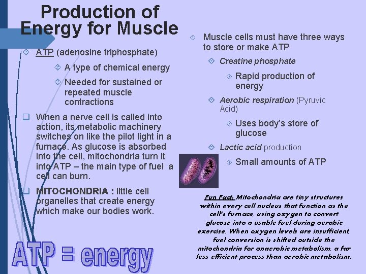 Production of Energy for Muscle ATP (adenosine triphosphate) A type of chemical energy Needed