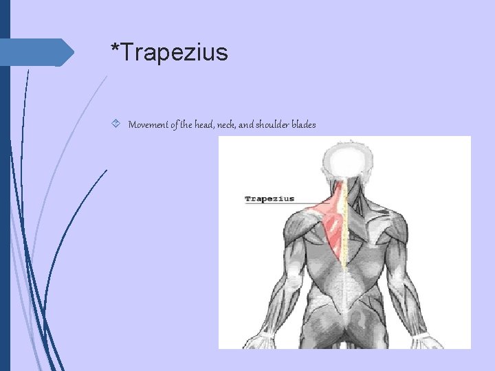 *Trapezius Movement of the head, neck, and shoulder blades 